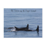 Orcas of the Puget Sound Post Card