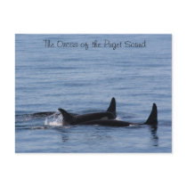 Orcas of the Puget Sound Post Card