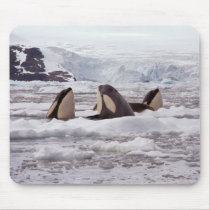 Orcas Spyhopping Mouspad Mouse Mat