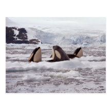 Orcas Spyhopping Postcard