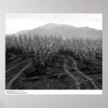 Orchards at Banning Heights, Mt. San Jacinto, 1966 Posters
