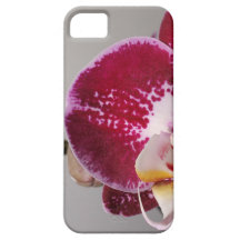 Orchid