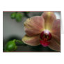 Orchid and Bud