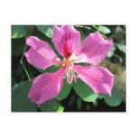 Orchid at Butterfly House Post Card