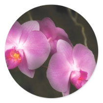 Orchid - Better in a set