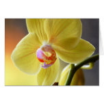 Orchid blossom cards