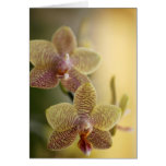 Orchid Blossom Cards