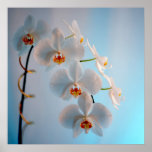 Orchid Branch posters