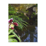 Orchid by Water Postcards