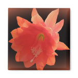 Orchid Cactus - Epiphyllum Ackermannii - Blossom Fridge Magnet