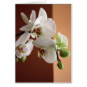 Orchid cards