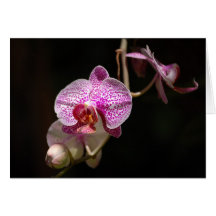 Orchid Card
