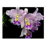 Orchid, cattleya (ariel x labiata)  flowers postcard