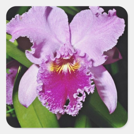 Orchid, cattleya trianae (b c michaelangelo)  flow stickers
