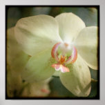 Orchid close up - 8x8 TTV photograph posters