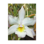 Orchid Eight Postcard