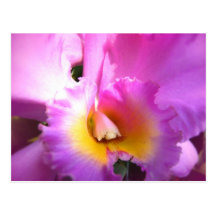 Orchid Euphoria Post Cards