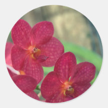 Orchid Faces Stickers - round