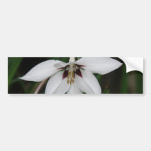 Orchid Flower Bumper Sticker