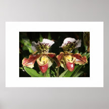 Orchid Flower Posters