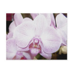 Orchid Four Postcard