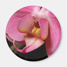 Orchid Fridge Magnets
