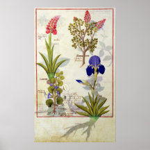 Orchid & Fumitory or Bleeding Heart Hedera & Iris Posters