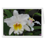 orchid greeting card