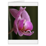 Orchid Greeting Card