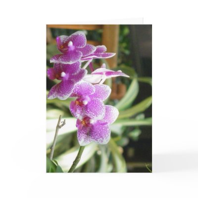 orchid greeting card flower art by dereklovessheila