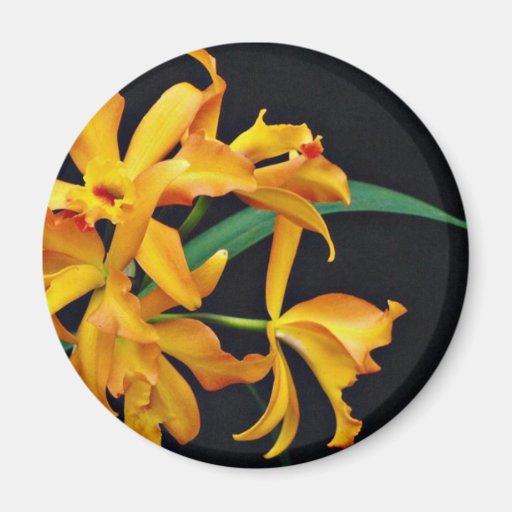 Orchid Laela, cattleya, trick or treat  flowers Magnet
