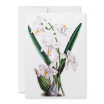 Orchid Laelia Albida, var Rosea Custom Announcement