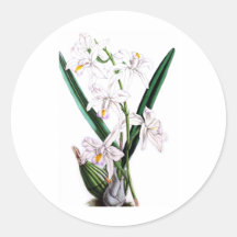 Orchid Laelia Albida, var Rosea Round Sticker
