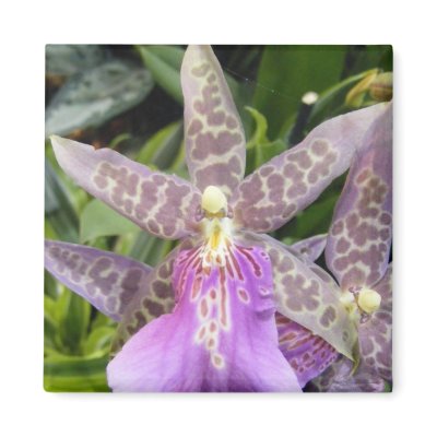 Orchid Magnet by SweetRascal