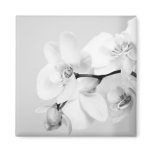 orchid magnets