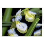 Orchid no 3 by Paxbungle cards