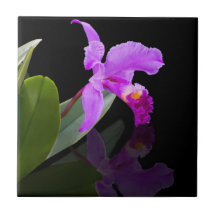 Orchid on Black Tile