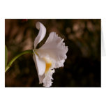Orchid Petals Flower Card