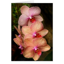 Orchid - Phalaenopsis - A set of beauties Greeting Card