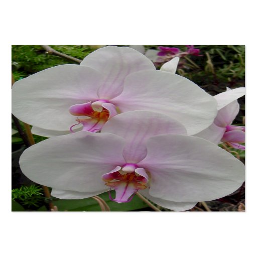 Orchid - Pink Blossom (Colossians 2:3) Business Card