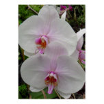 Orchid - Pink Blossom (Colossians 2:3) Business Card