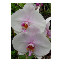 Orchid - Pink Blossom (Colossians 2:3) Business Card