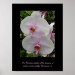 Orchid - Pink Blossom (Colossians 2:3) Posters