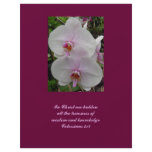 Orchid - Pink Blossom flyers