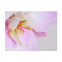 Orchid Postcard