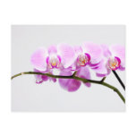 orchid post cards