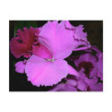 Orchid postcards