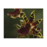 Orchid Postcard!