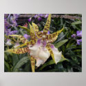 Orchid posters