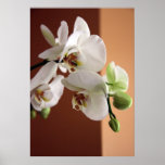Orchid posters